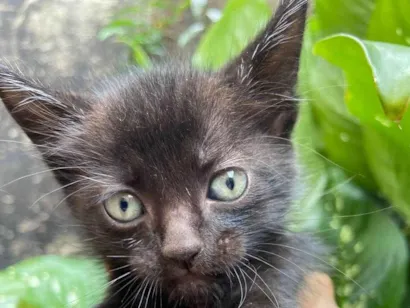 Gato raça SRD-ViraLata idade Abaixo de 2 meses nome Loris