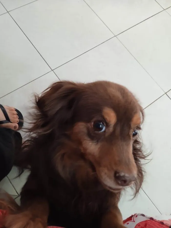 Cachorro ra a SRD-ViraLata idade 4 anos nome Joe