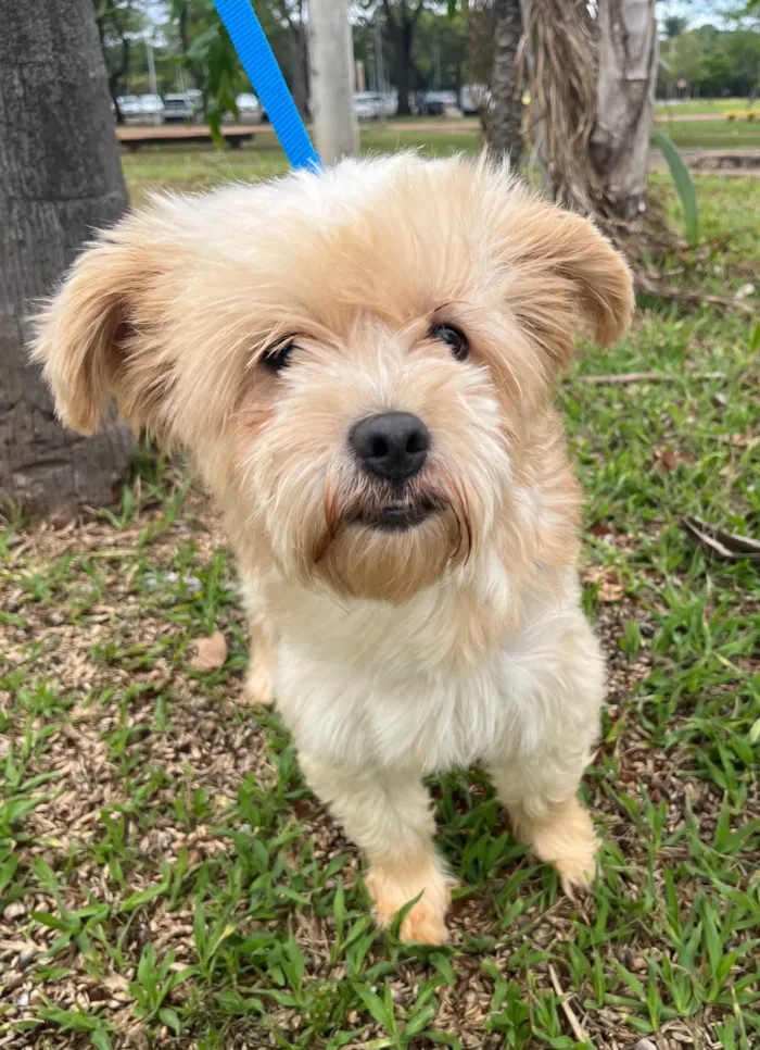 Cachorro ra a SRD-ViraLata idade 1 ano nome Nina 