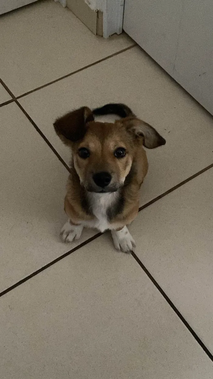 Cachorro ra a SRD-ViraLata idade 2 a 6 meses nome Otto