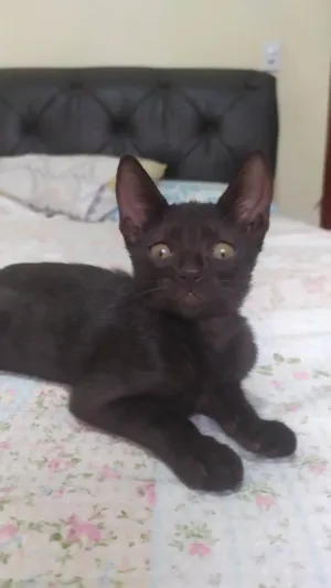 Gato raça Siamês idade 2 a 6 meses nome Tina