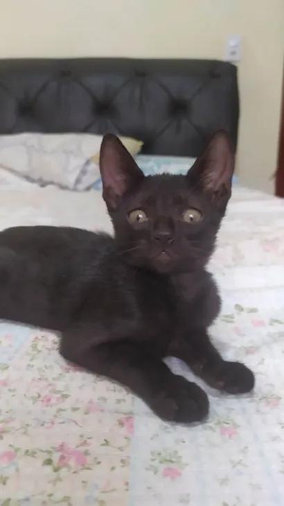 Gato raça Siamês idade 2 a 6 meses nome Tina