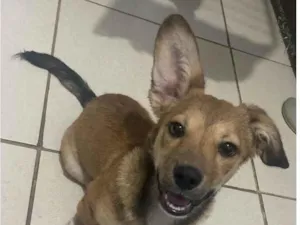 Cachorro raça SRD-ViraLata idade 2 a 6 meses nome Otto