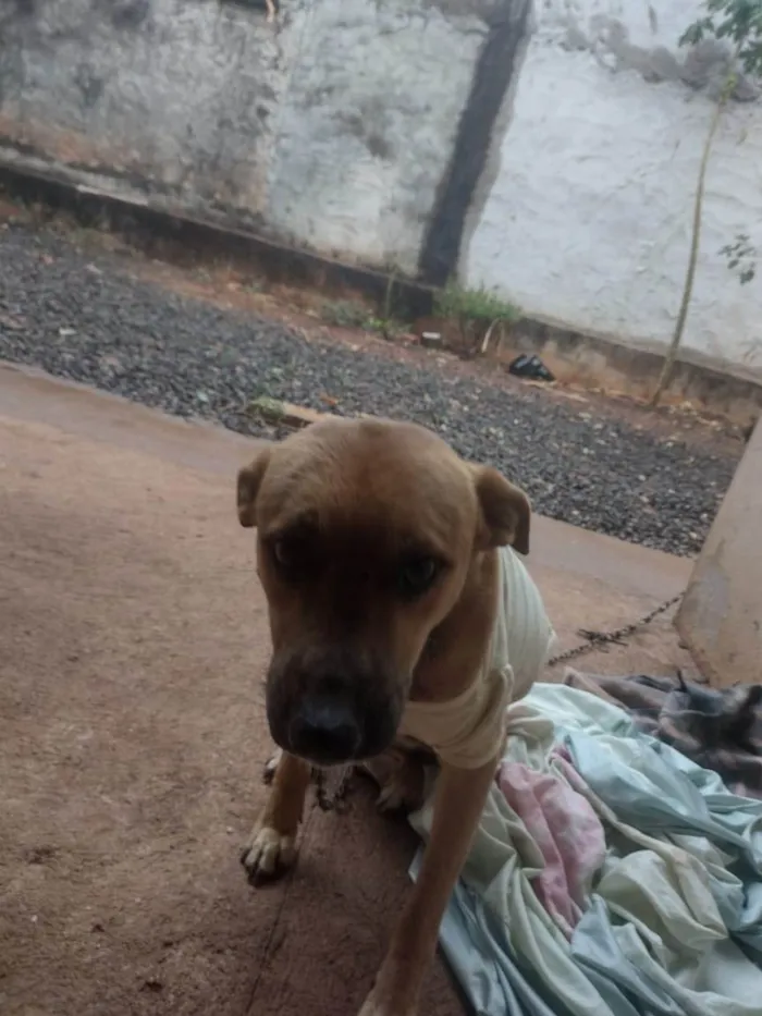 Cachorro ra a SRD-ViraLata idade 1 ano nome Caramelo