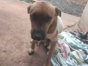 Cachorro raça SRD-ViraLata idade 1 ano nome Caramelo