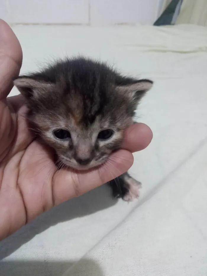 Gato ra a SRD-ViraLata idade Abaixo de 2 meses nome Gatinha