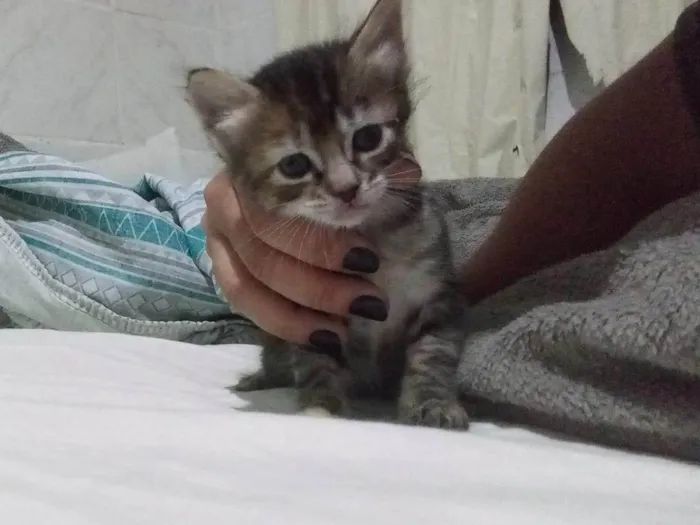 Gato ra a SRD-ViraLata idade Abaixo de 2 meses nome Gatinha