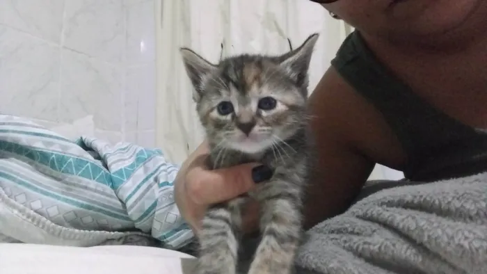 Gato ra a SRD-ViraLata idade Abaixo de 2 meses nome Gatinha