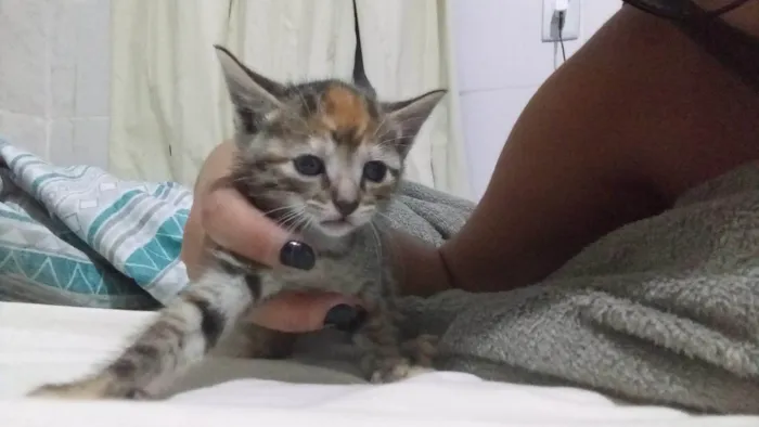 Gato ra a SRD-ViraLata idade Abaixo de 2 meses nome Gatinha