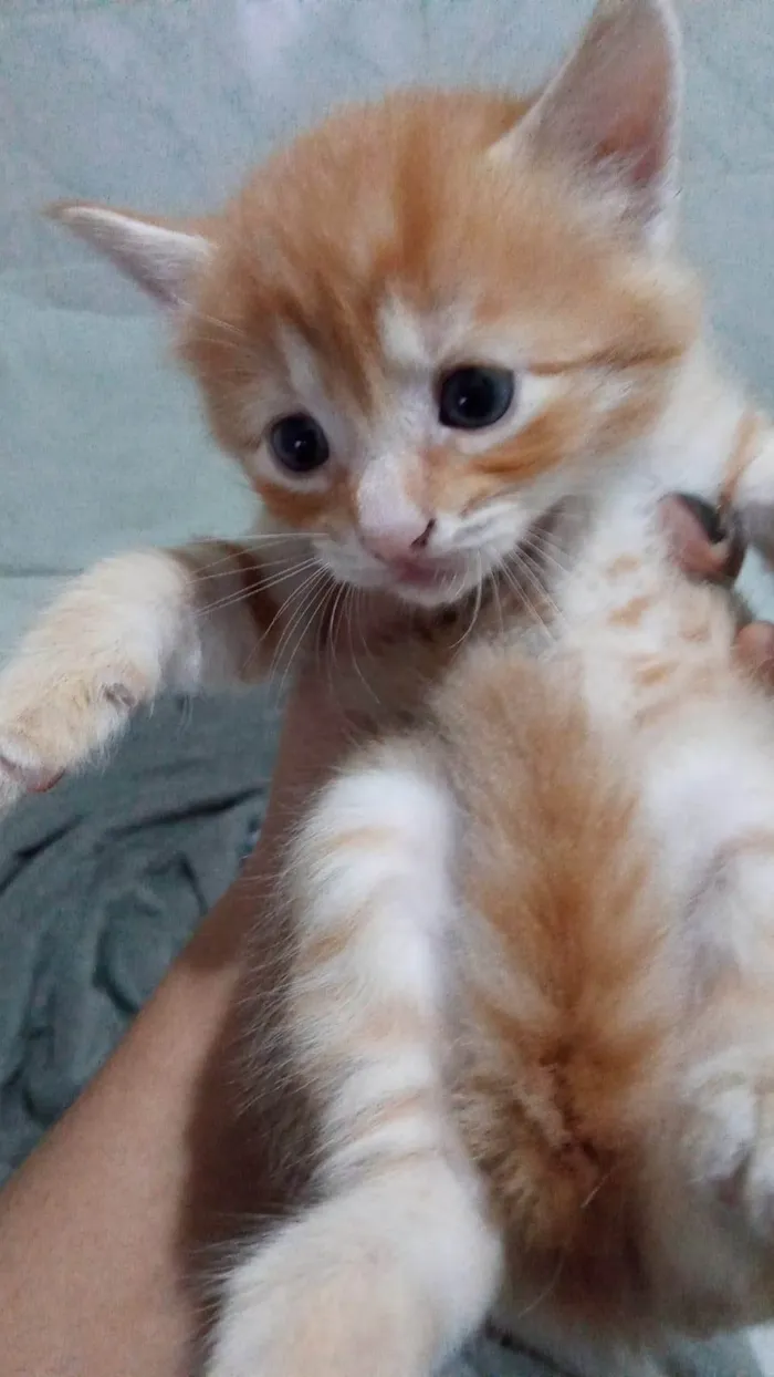 Gato ra a SRD-ViraLata idade Abaixo de 2 meses nome Gatinho