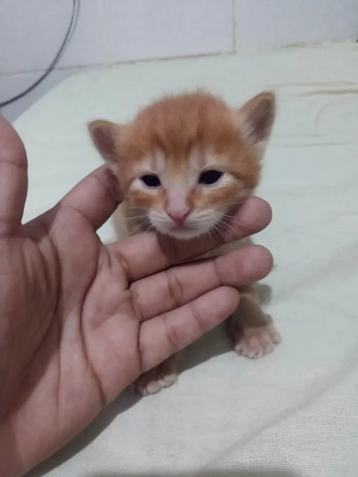 Gato ra a SRD-ViraLata idade Abaixo de 2 meses nome Gatinho