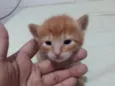 Gatinho