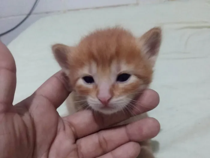 Gato ra a SRD-ViraLata idade Abaixo de 2 meses nome Gatinho