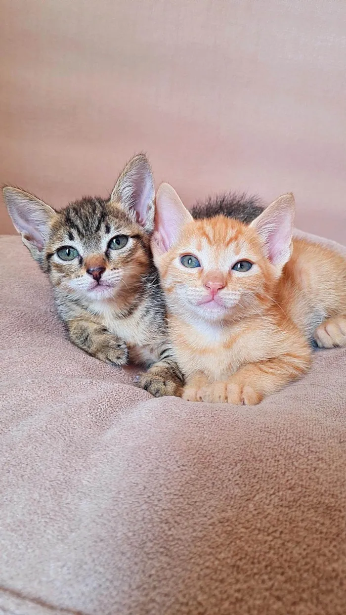 Gato ra a SRD-ViraLata idade Abaixo de 2 meses nome Buzz