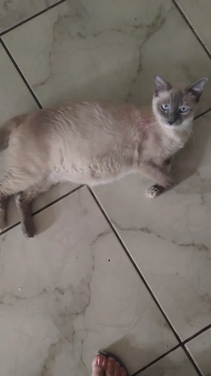 Gato ra a Siamês idade 2 a 6 meses nome Fefa