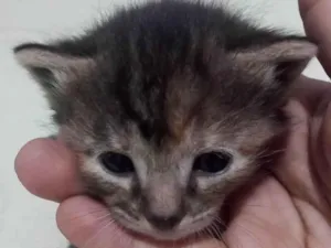 Gato raça SRD-ViraLata idade Abaixo de 2 meses nome Gatinha