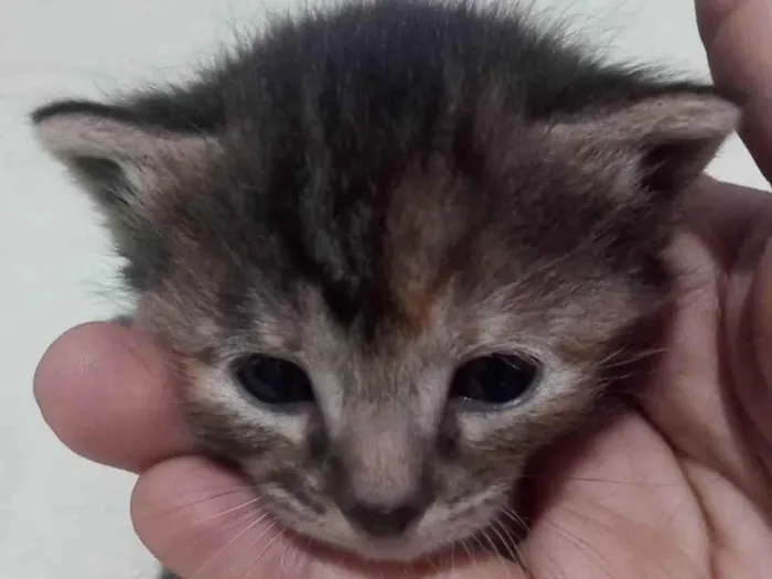 Gato ra a SRD-ViraLata idade Abaixo de 2 meses nome Gatinha