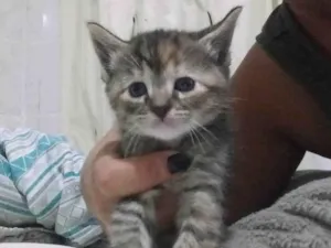 Gato raça SRD-ViraLata idade Abaixo de 2 meses nome Gatinha