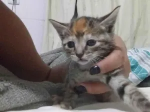 Gato raça SRD-ViraLata idade Abaixo de 2 meses nome Gatinha