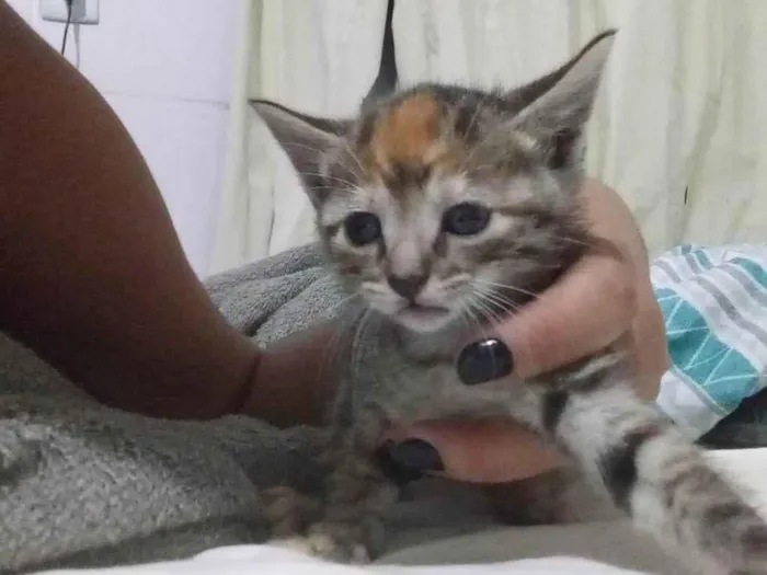 Gato ra a SRD-ViraLata idade Abaixo de 2 meses nome Gatinha