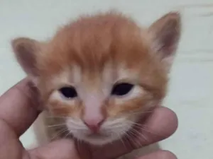 Gato raça SRD-ViraLata idade Abaixo de 2 meses nome Gatinho