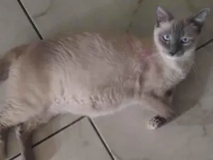 Gato raça Siamês idade 2 a 6 meses nome Fefa