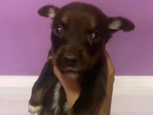 Cachorro raça SRD-ViraLata idade Abaixo de 2 meses nome Doruk