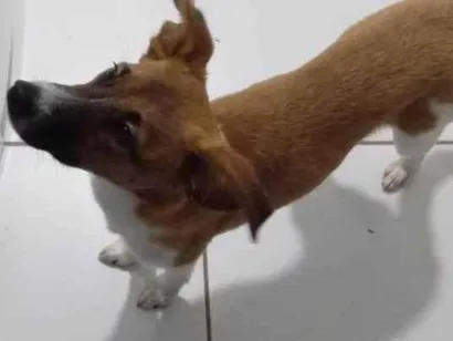 Cachorro raça SRD-ViraLata idade 2 a 6 meses nome PAÇOCA E AMORA