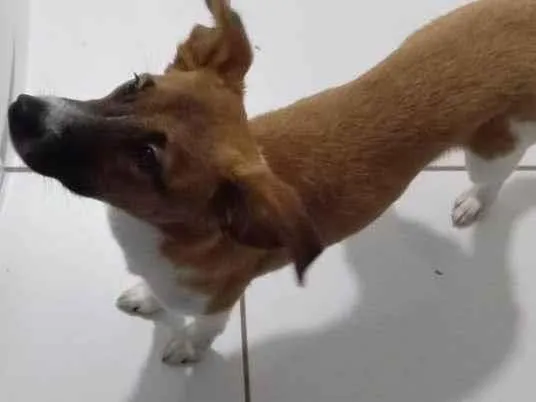 Cachorro ra a SRD-ViraLata idade 2 a 6 meses nome PAÇOCA E AMORA