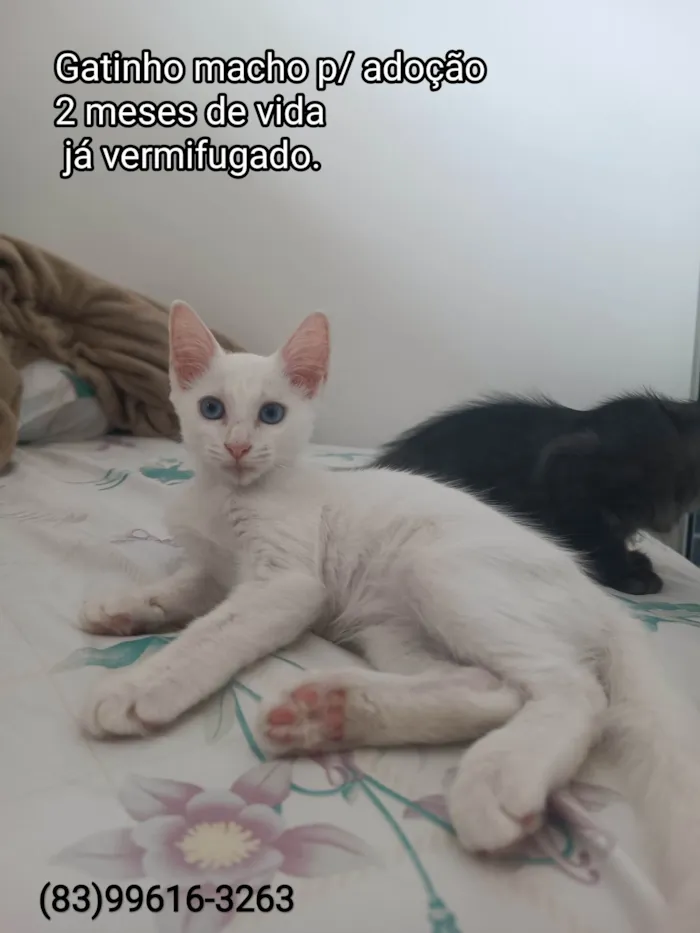 Gato ra a SRD-ViraLata idade 2 a 6 meses nome Branquinho