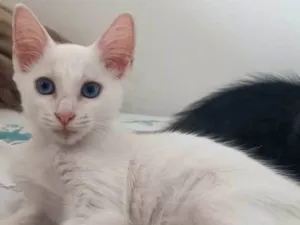 Gato raça SRD-ViraLata idade 2 a 6 meses nome Branquinho