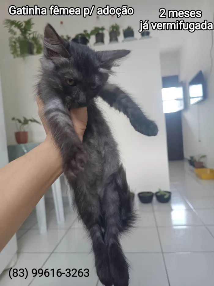 Gato ra a SRD-ViraLata idade 2 a 6 meses nome Fumacinha