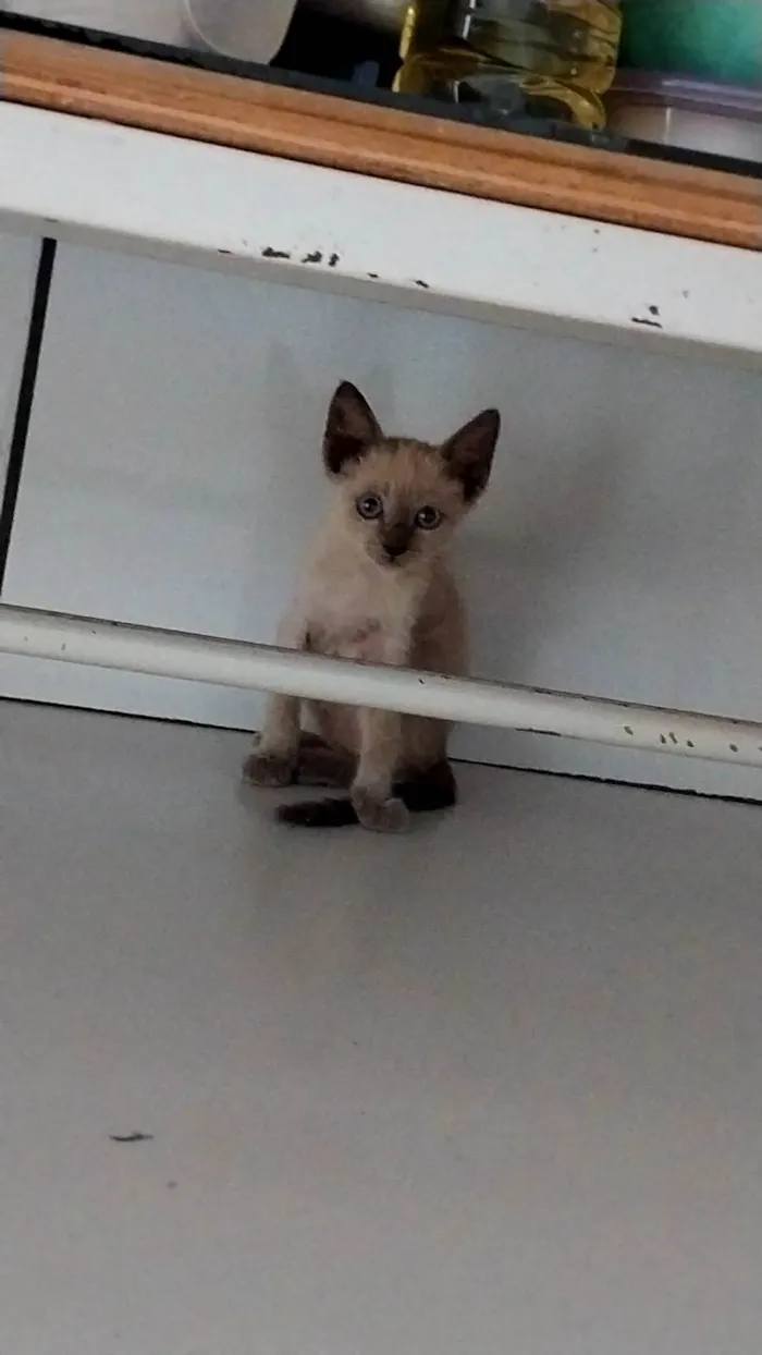 Gato ra a Siamês idade Abaixo de 2 meses nome gatinhos siamês 