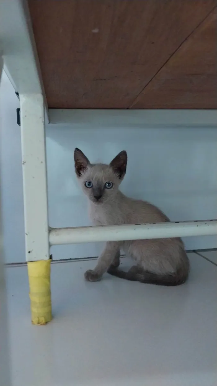 Gato ra a Siamês idade Abaixo de 2 meses nome gatinhos siamês 