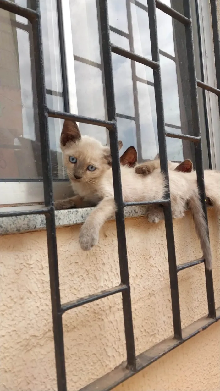 Gato ra a Siamês idade Abaixo de 2 meses nome gatinhos siamês 