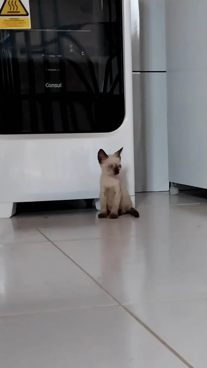 Gato ra a Siamês idade Abaixo de 2 meses nome gatinhos siamês 