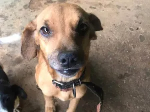 Cachorro raça SRD-ViraLata idade 7 a 11 meses nome Marley 