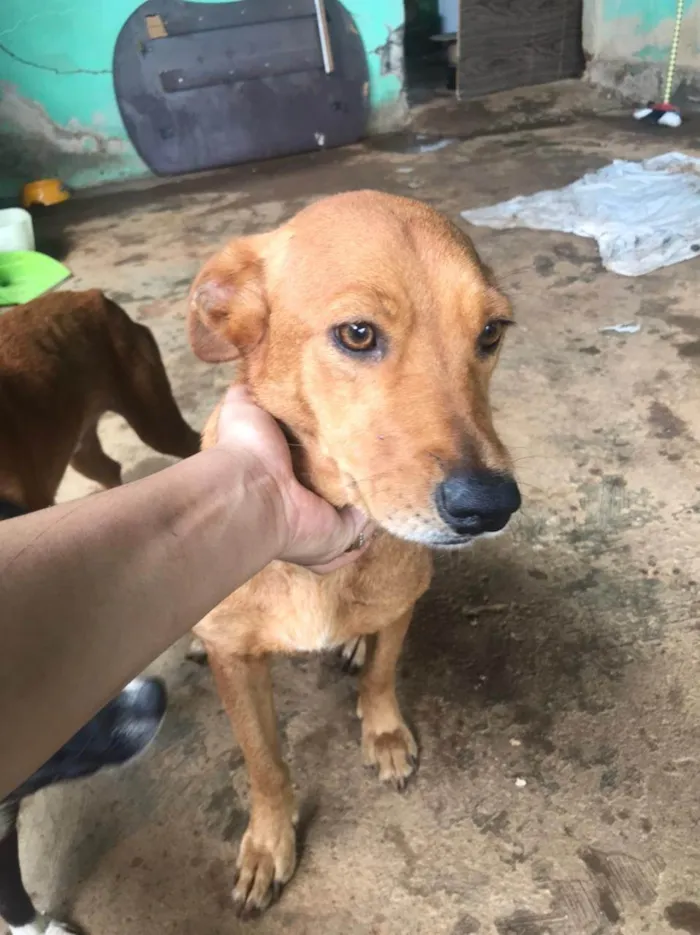 Cachorro ra a SRD-ViraLata idade 5 anos nome Lara