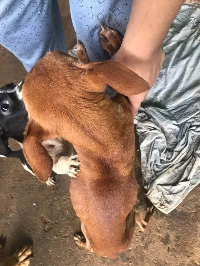 Cachorro ra a Pinscher idade 6 ou mais anos nome Bob