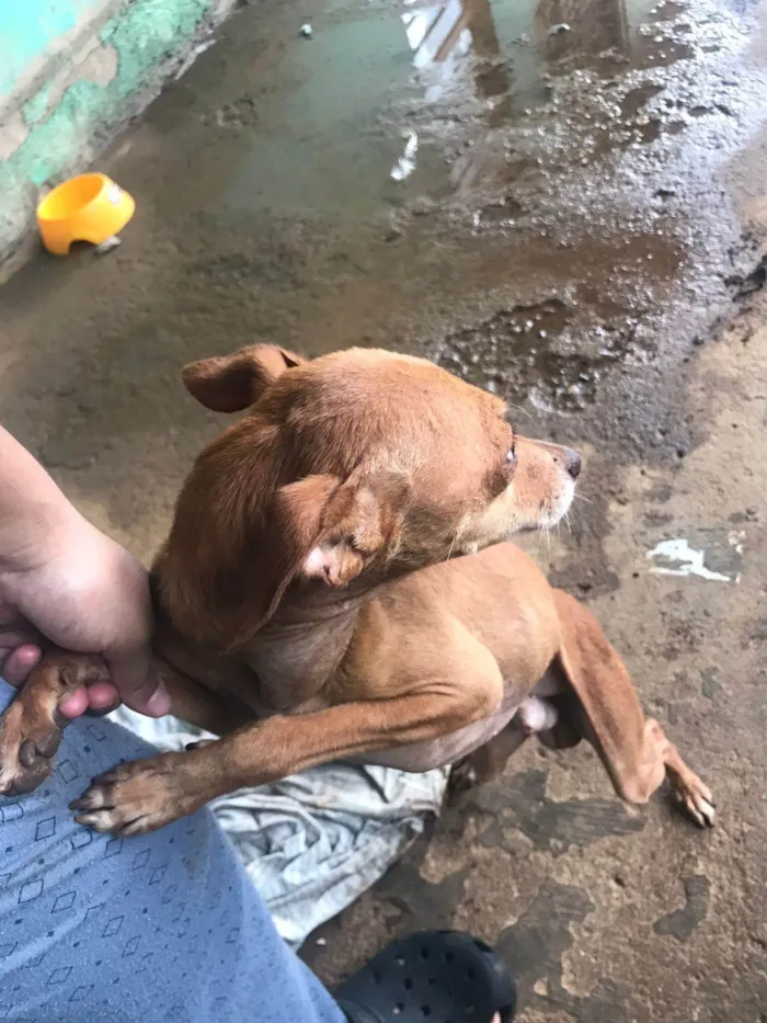 Cachorro ra a Pinscher idade 6 ou mais anos nome Bob