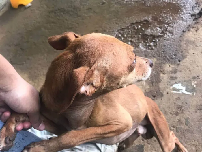 Cachorro ra a Pinscher idade 6 ou mais anos nome Bob