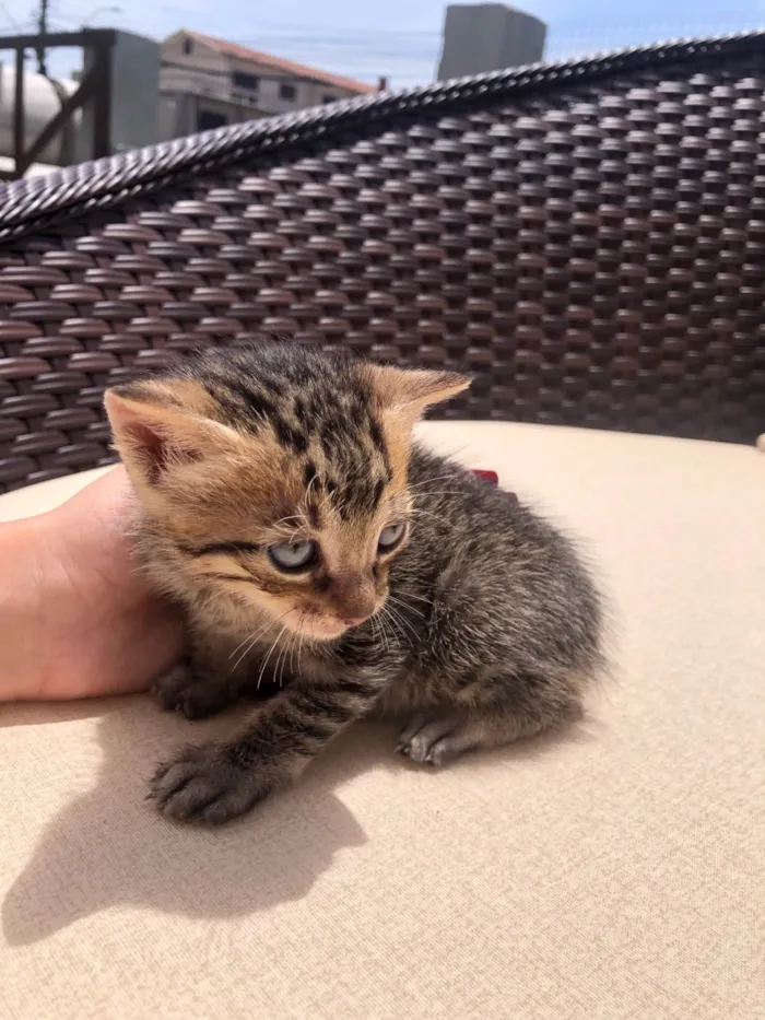 Gato ra a SRD-ViraLata idade Abaixo de 2 meses nome Gatinho Tigrado 