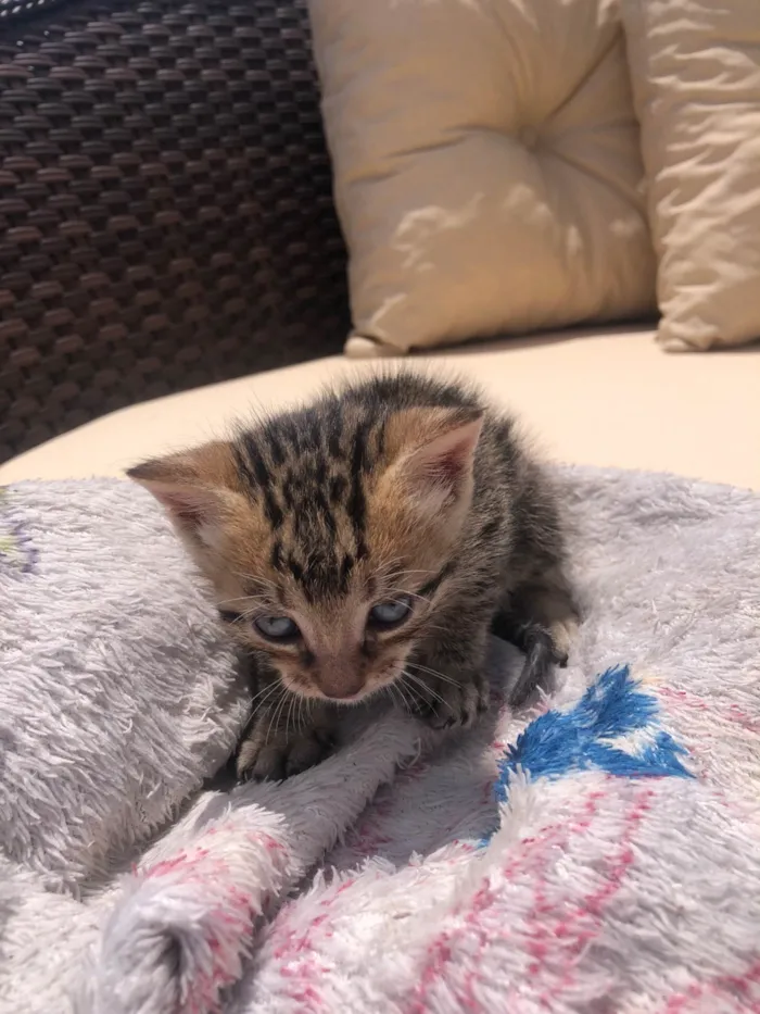 Gato ra a SRD-ViraLata idade Abaixo de 2 meses nome Gatinho Tigrado 