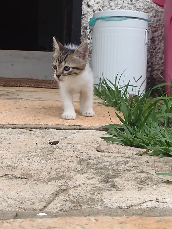 Gato ra a SRD-ViraLata idade 2 a 6 meses nome Sem Nome