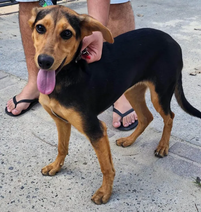 Cachorro ra a SRD-ViraLata idade 2 a 6 meses nome SEM NOME