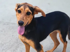 Cachorro raça SRD-ViraLata idade 2 a 6 meses nome SEM NOME