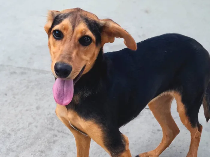 Cachorro ra a SRD-ViraLata idade 2 a 6 meses nome SEM NOME