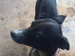 Cachorro raça SRD-ViraLata idade 3 anos nome Lilica 