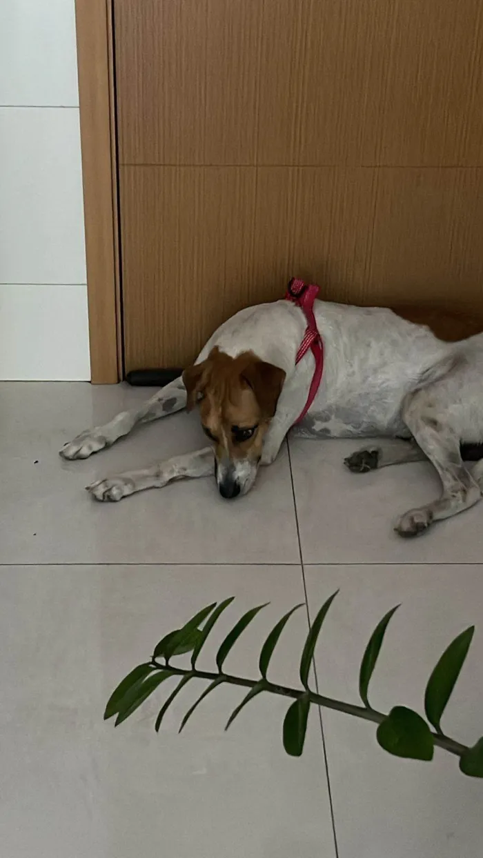 Cachorro ra a SRD-ViraLata idade 3 anos nome Dayo