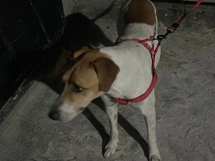 Cachorro ra a SRD-ViraLata idade 3 anos nome Dayo